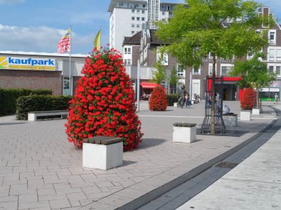 Geranien-26