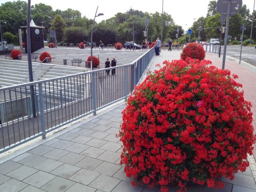 Geranien-30