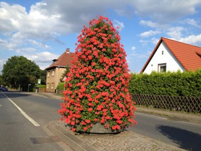 Geranien-33