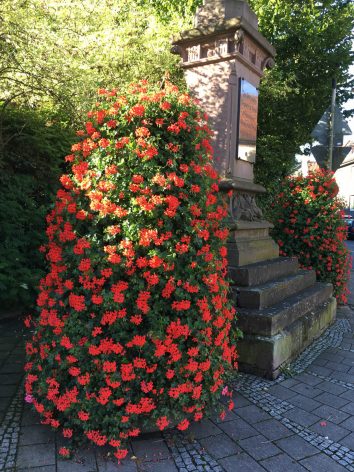 Geranien-61