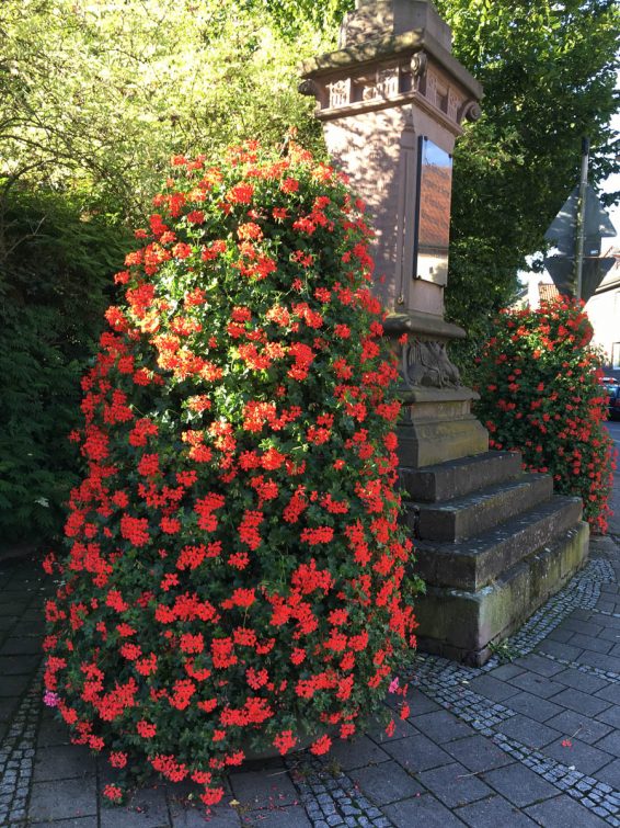 Geranien-61