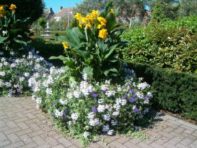 Geranien und Canna-02