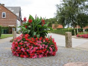 Geranien und Canna-35