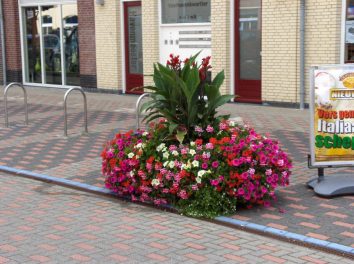 Surfinea und Geranien-09
