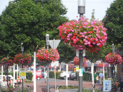 Surfinea und Geranien-21