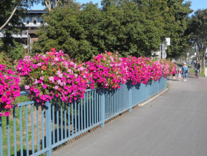 Surfinea und Geranien-31