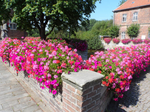 Surfinea und Geranien-32