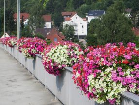 Surfinea und Geranien-44