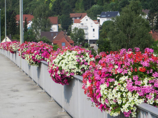 Surfinea und Geranien-44