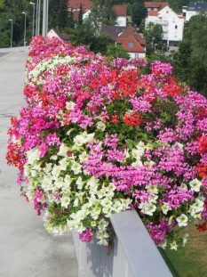 Surfinea und Geranien-45