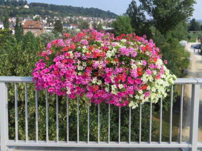 Surfinea und Geranien-46