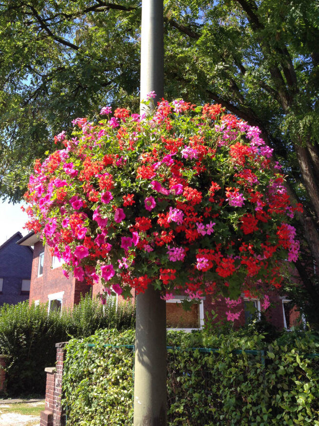 Surfinea und Geranien-49