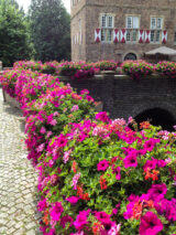 Surfinea und Geranien-58