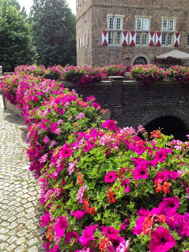 Surfinea und Geranien-58